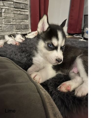 Reinrassige Siberian Husky Welpen .
