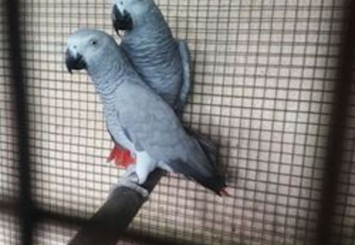 Graupapageien zur Adoption