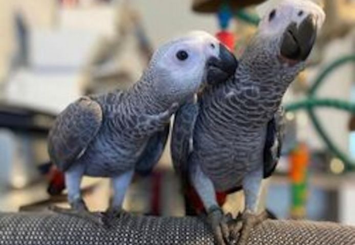 Graupapageien zur Adoption