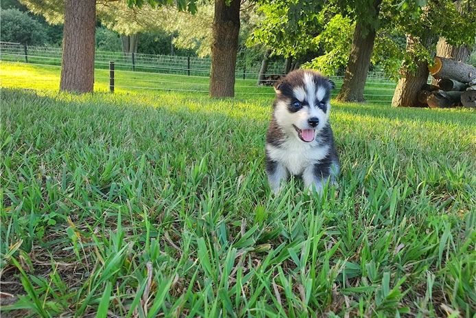 Reinrassige Siberian Husky Welpen