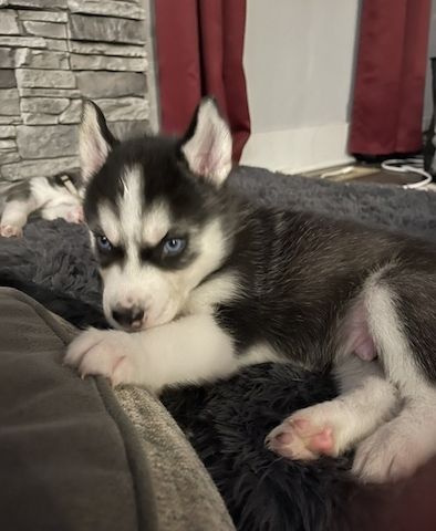 Reinrassige Siberian Husky Welpen