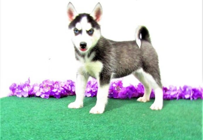 Reinrassige Siberian Husky Welpen