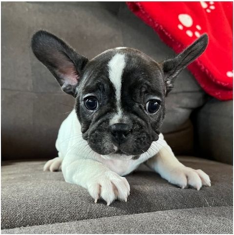 Französische Bulldoggen Welpen mit Ahnentafel