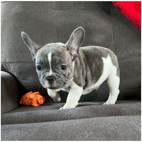 Französische Bulldoggen Welpen mit Ahnentafel