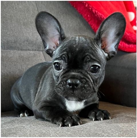 Französische Bulldoggen Welpen mit Ahnentafel