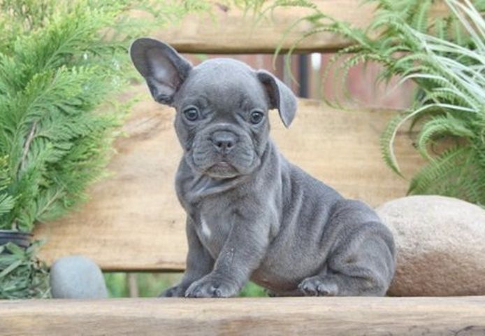 Französische Bulldoggen Welpen mit Ahnentafel
