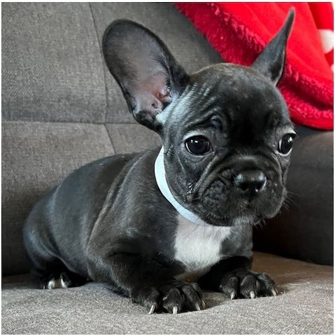 Französische Bulldoggen Welpen (Blue) suchen ein Zuhause