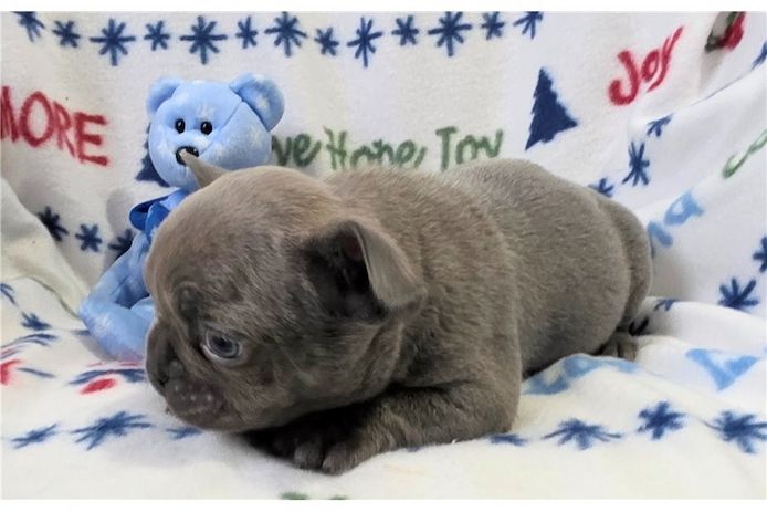 Französische Bulldoggen Welpen (Blue) suchen ein Zuhause
