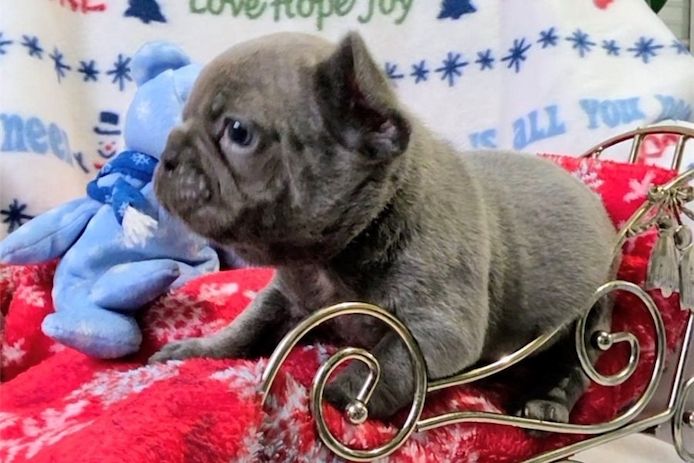Französische Bulldoggen Welpen (Blue) suchen ein Zuhause