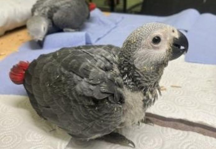 Graupapageien zur Adoption