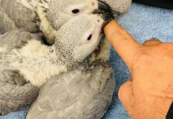 Graupapageien zur Adoption