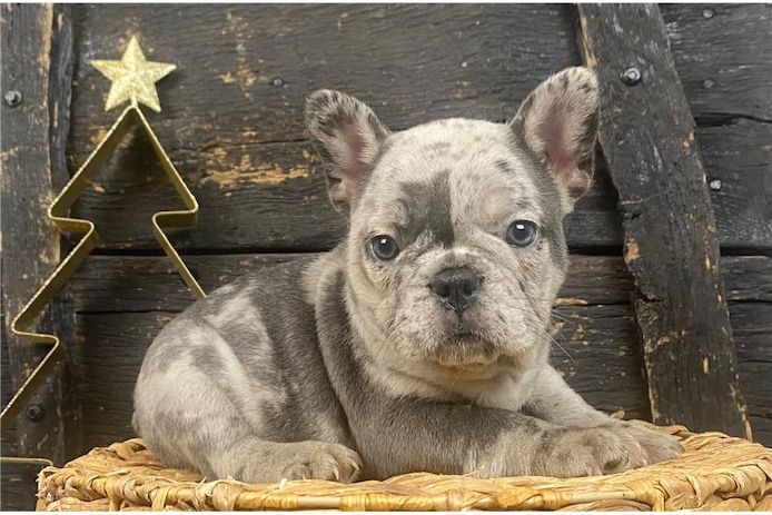 Französische Bulldoggen Welpen (Blue) suchen ein Zuhause