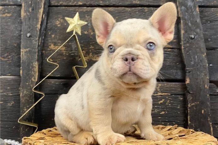 Französische Bulldoggen Welpen (Blue) suchen ein Zuhause