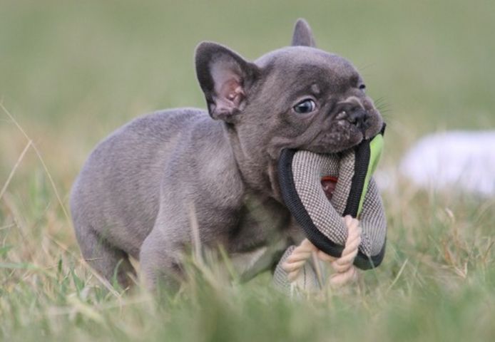 Französische Bulldoggen Welpen (Blue) suchen ein Zuhause