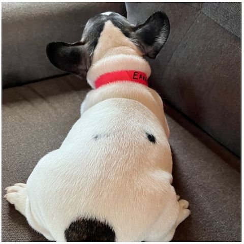 Französische Bulldoggen Welpen (Blue) suchen ein Zuhause