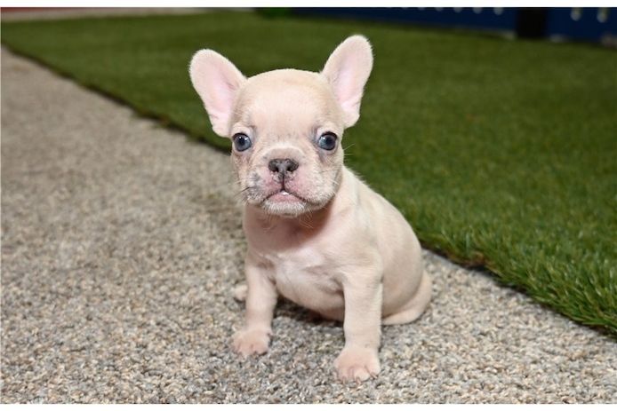 Französische Bulldoggen Welpen (Blue) suchen ein Zuhause