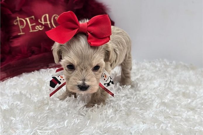 . Maltipoo Welpen suchen liebevolles Zuhause