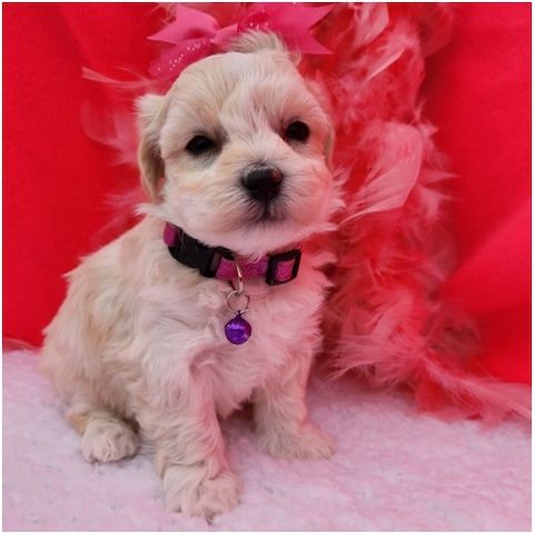 Maltipoo Welpen suchen liebevolles Zuhause .