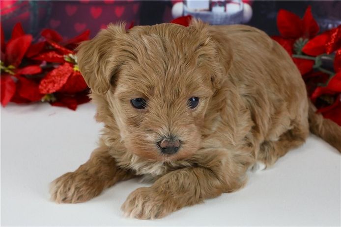 Maltipoo Welpen suchen liebevolles Zuhause