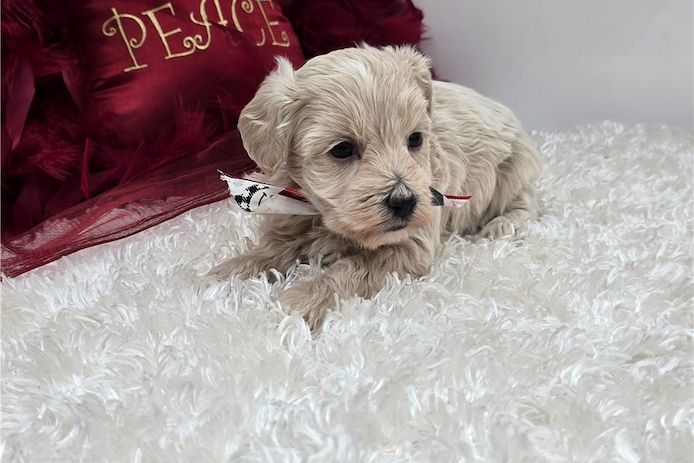 Maltipoo Welpen