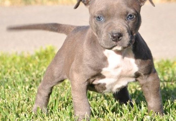 American Bully welpe Welpe in Blue