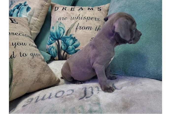 Wunderschöne&nbsp;American Bully welpe&nbsp; in Blue
