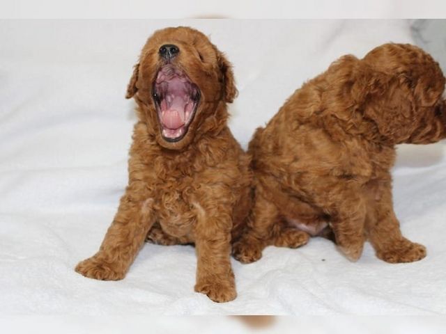 Puddel Welpen