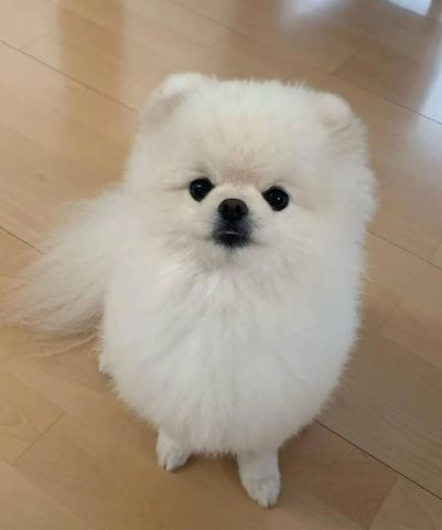 Zwergspitz-Welpen (Pomeranian)