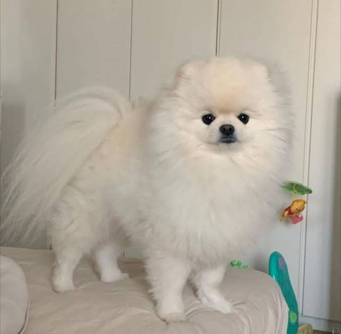 Zwergspitz-Welpen (Pomeranian)