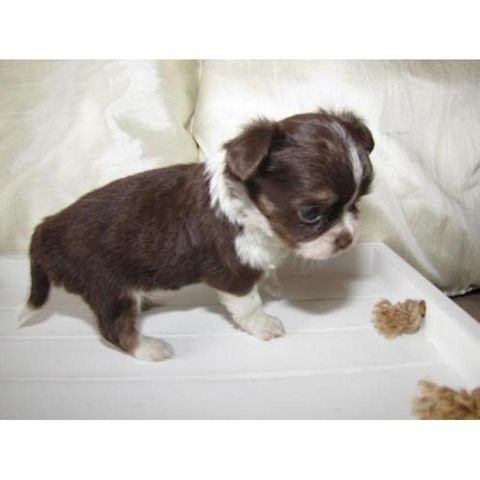 Chihuahua-Welpen
