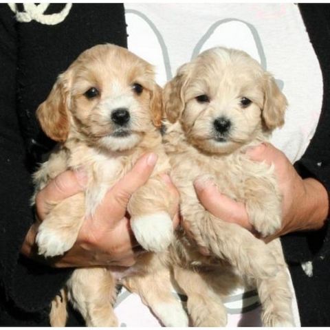 Cocker-Spaniel-Welpen