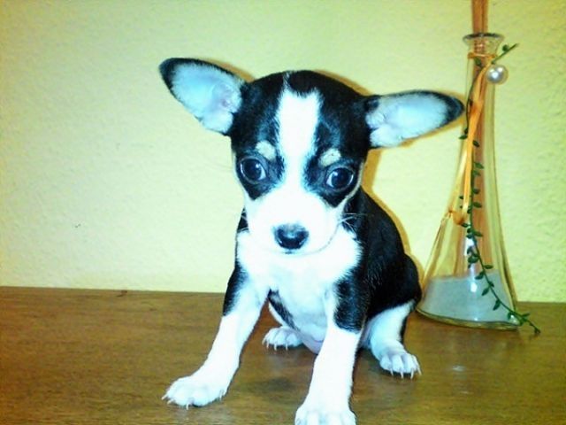 Chihuahua-Welpen