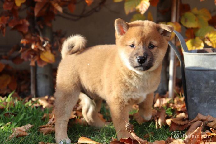 Shiba-Inu-Welpen