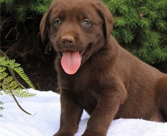 Labrador-Welpen mit KC-Registrierung