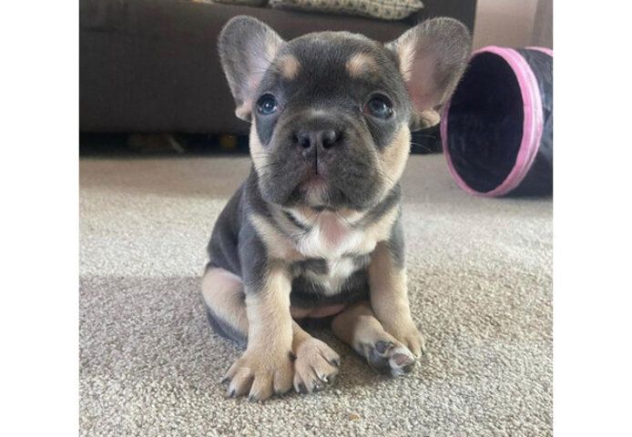 Französische Bulldoggen