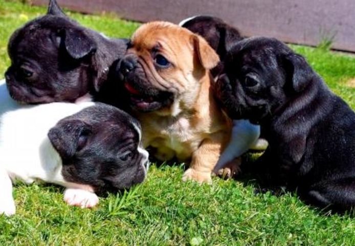 Französische Bulldoggen