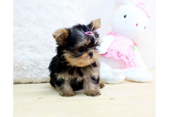 Yorkie Welpen