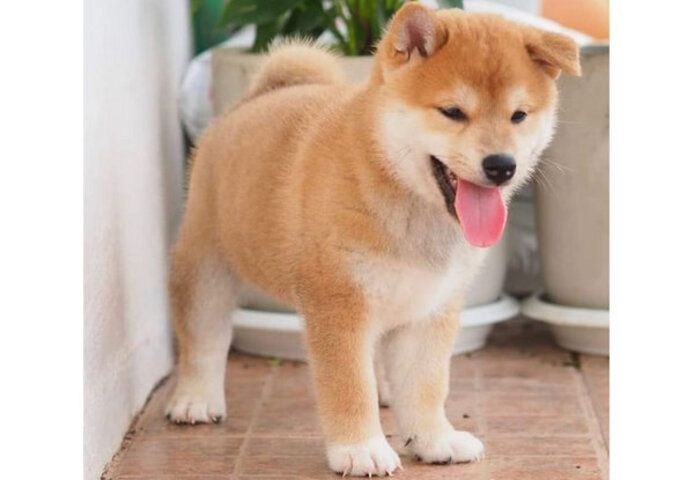 Shiba-Inu-Welpen