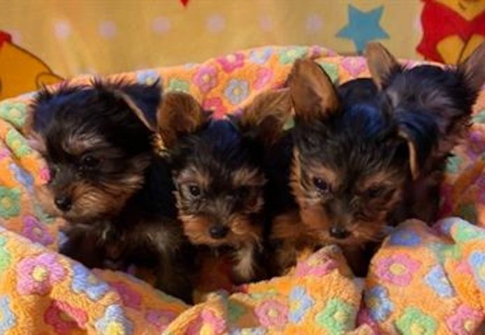 Yorkie Welpen