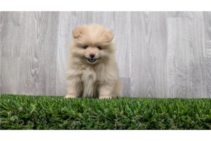 Pomeranian Zwergspitz Boo Welpen