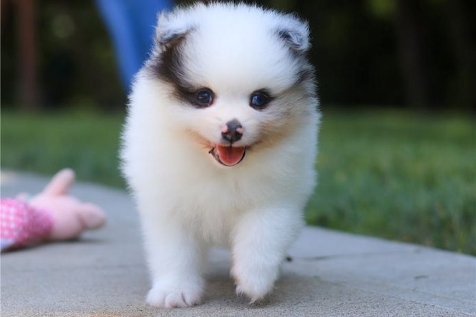 Pomeranian Zwergspitz Boo Welpen