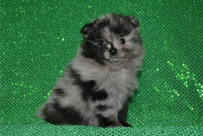 Pomeranian Zwergspitz Boo Welpen