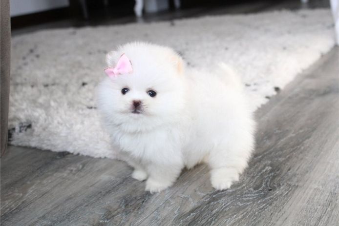 Pomeranian Zwergspitz Boo Welpen