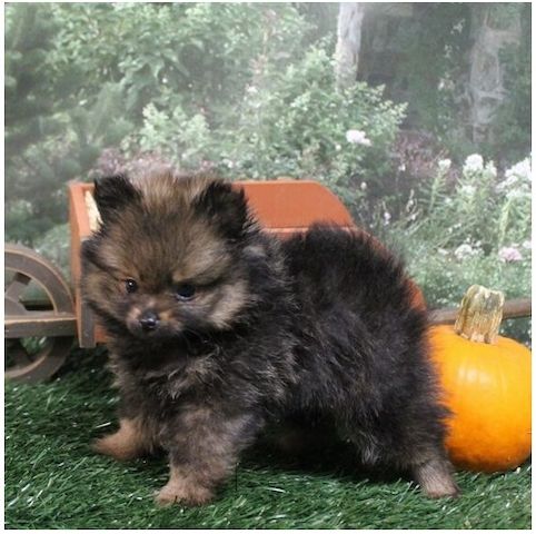 Pomeranian Zwergspitz Boo Welpen