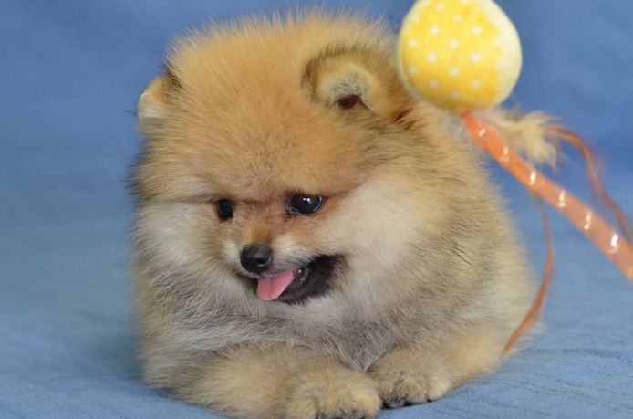 Pomeranian Zwergspitz Boo Welpen