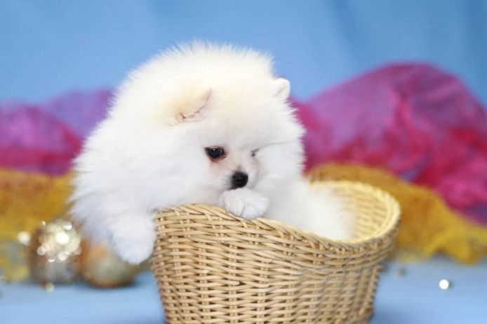 Pomeranian Zwergspitz Boo Welpen