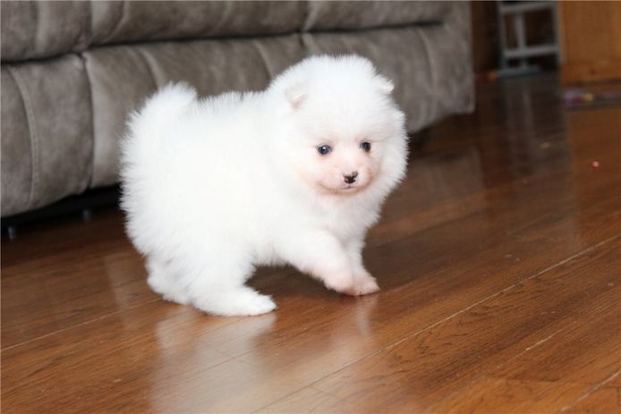 Pomeranian ZwergSpitz Teddy Welpen