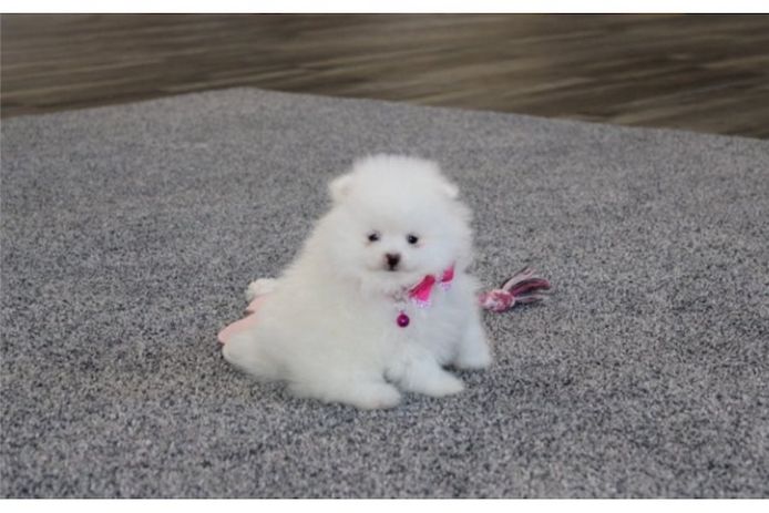 Pomeranian ZwergSpitz Teddy Welpen