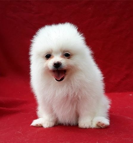 Pomeranian ZwergSpitz Teddy Welpen