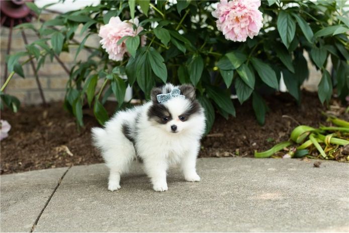 Pomeranian ZwergSpitz Teddy Welpen